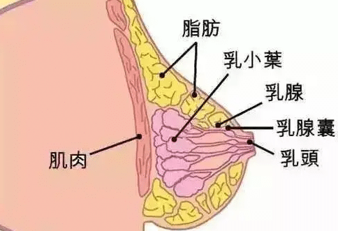 胸大肌后間隙