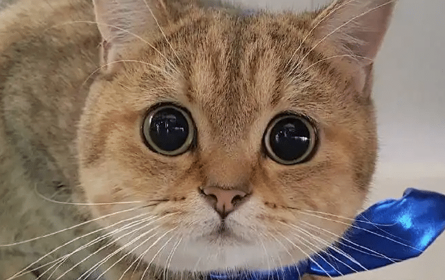 圓眼睛 圓眼睛