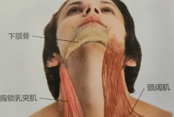 提頸術