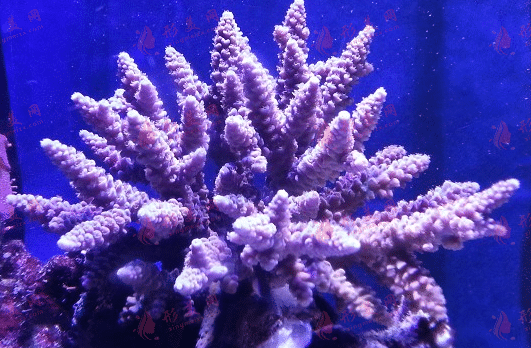 卡洛爾邦珊瑚骨
