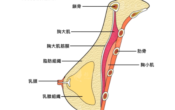 什么是內(nèi)窺鏡隆胸？?jī)?nèi)窺鏡隆胸優(yōu)勢(shì)有哪些？