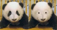 黑眼圈如何去除?黑眼圈消除的功效怎樣?