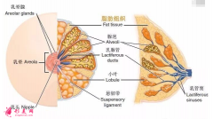 自體脂肪隆胸價格受哪些因素影響