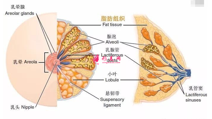 自體脂肪隆胸費用高嗎