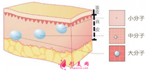 玻尿酸填充臉部多久才能定型