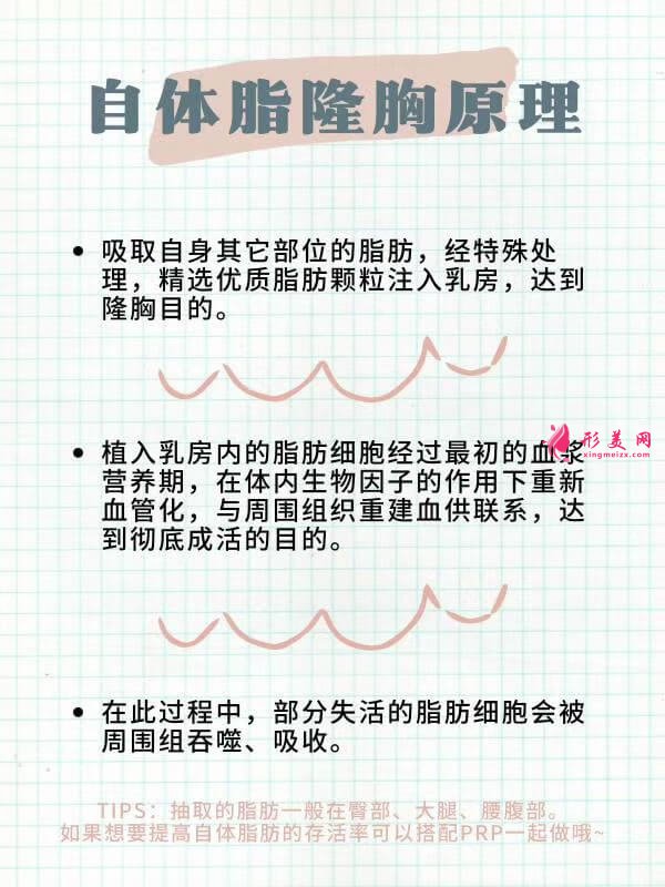 自體脂肪豐胸原理.jpg