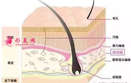 玻尿酸在皮膚中的位置